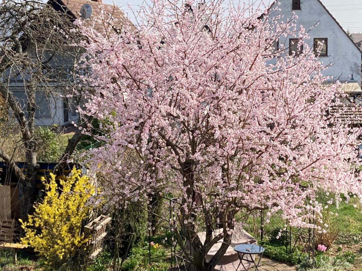 Terrassenwohnung Neustadt an der Weinstraße المظهر الخارجي الصورة